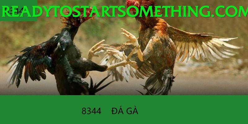 Đá Gà Trực Tiếp - Ưu đãi đặc biệt